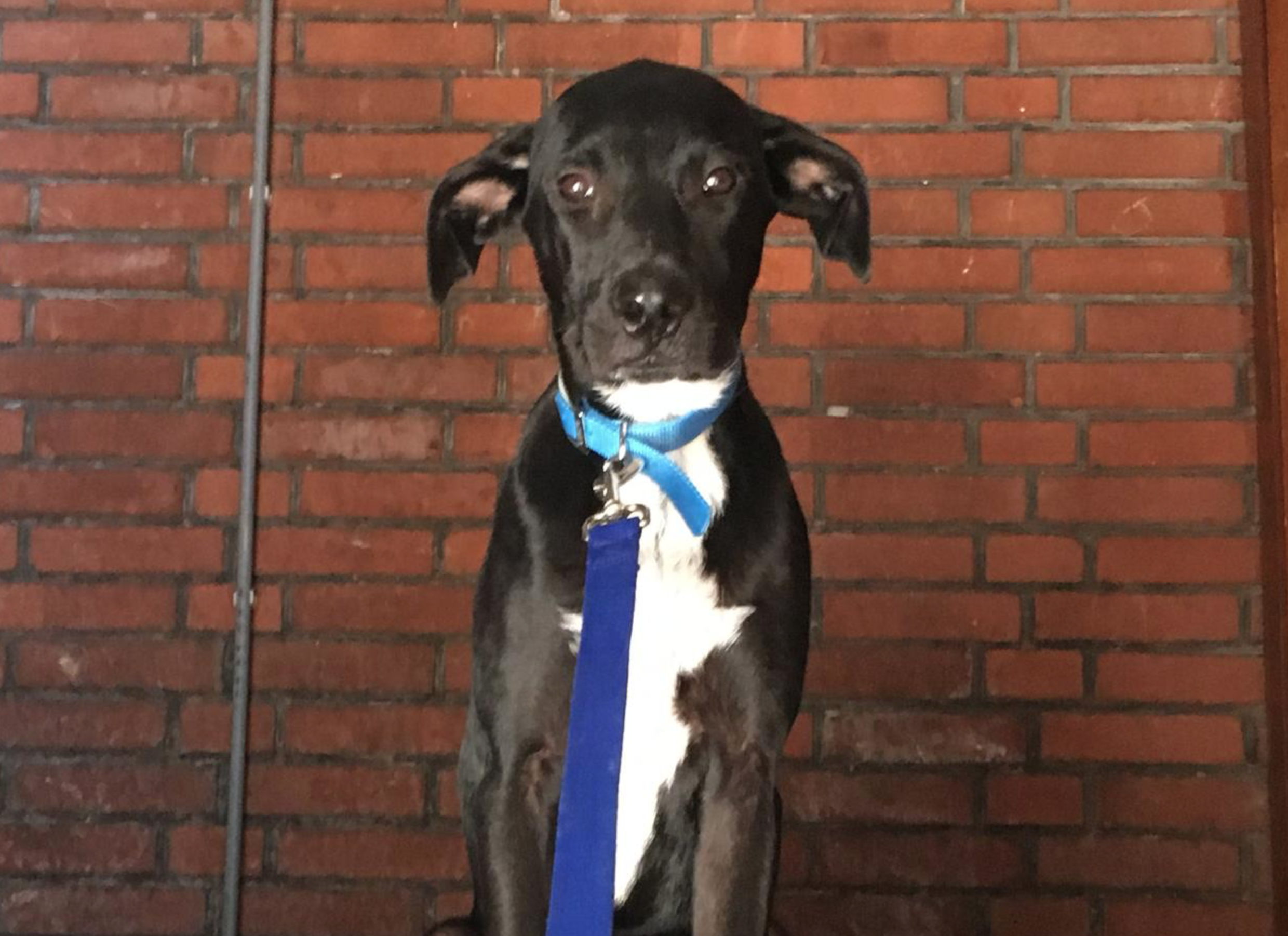 Jonge pup aangereden en vermist nabij Julialaantje