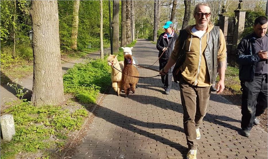 Alpacas uit de Andes in Park Overvoorde