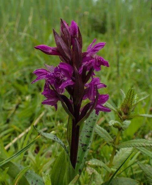 Eerste wilde orchideeën bloeien in natuurtuin