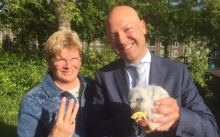Drie jonge slechtvalken geboren op klokkentoren