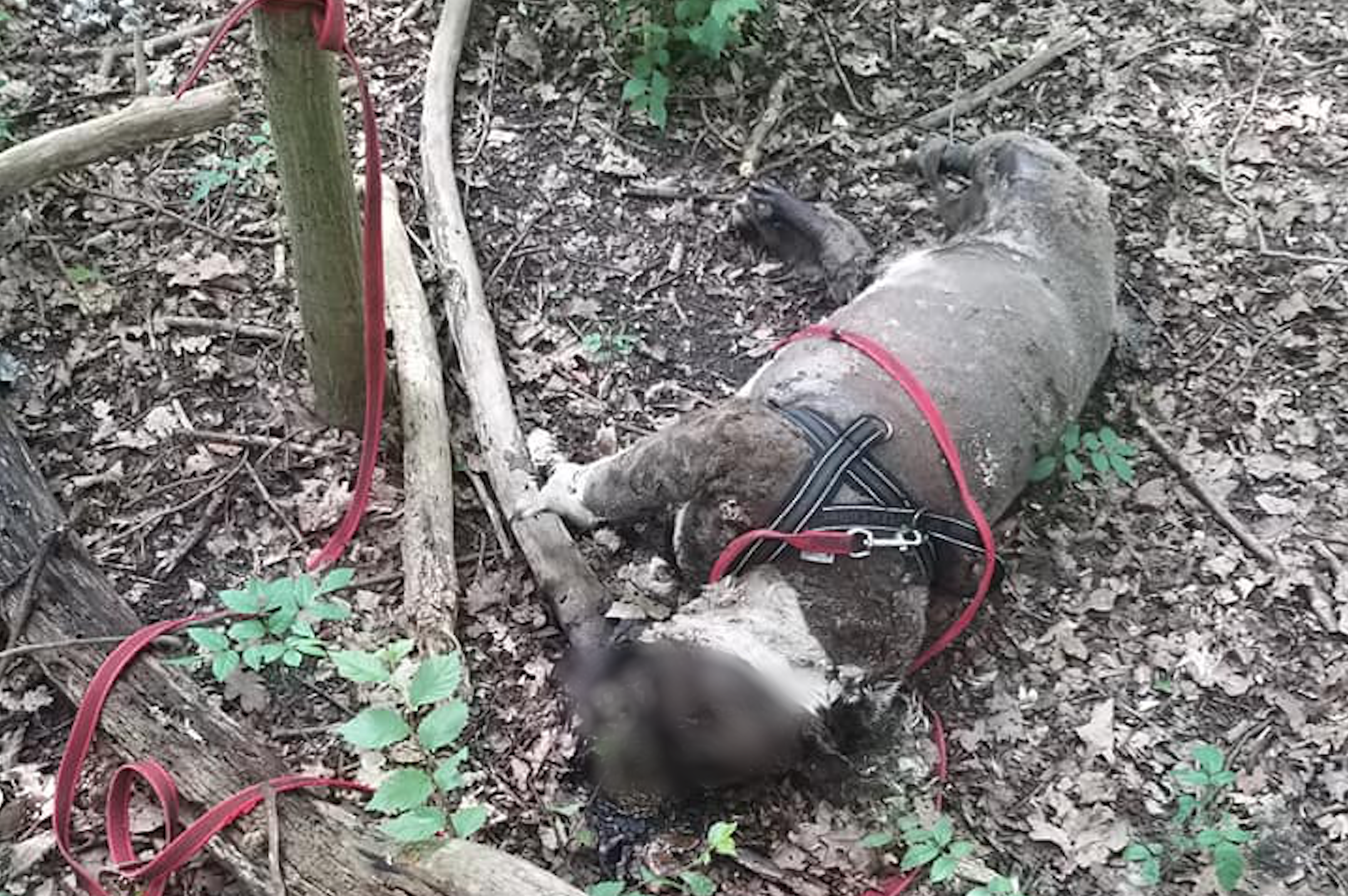 Man en vrouw uit Rijswijk aangehouden in verband met dood aangetroffen hond