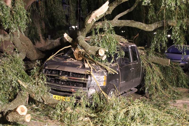 Enorme wilg op auto’s gevallen in Hoflandstraat Pijnacker