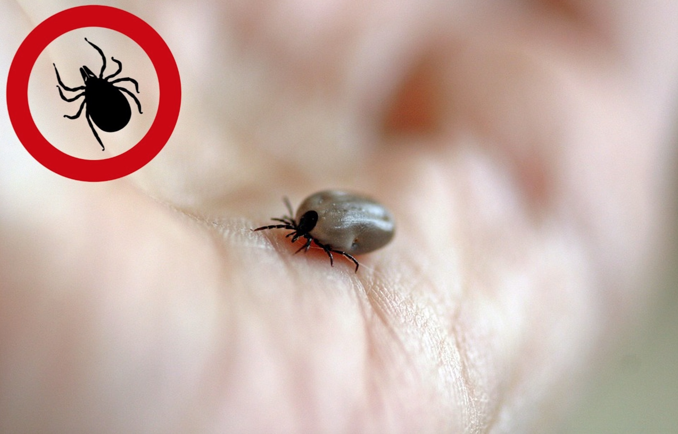 Let op! Teken zijn extra actief met dit warme weer