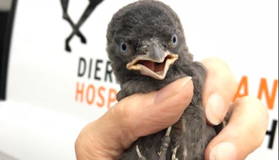 Jong kauwtje gered uit Rijswijks luchtkanaal