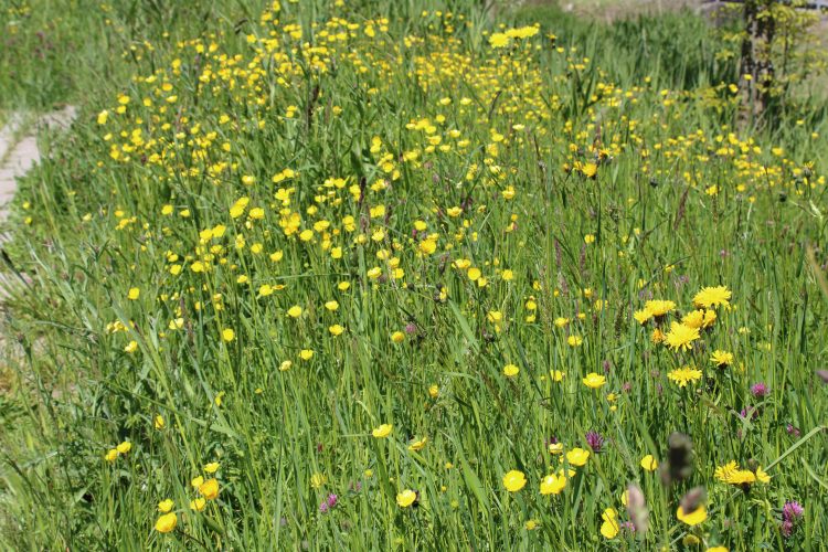 Inrichting Groene Vizier Keijzershof