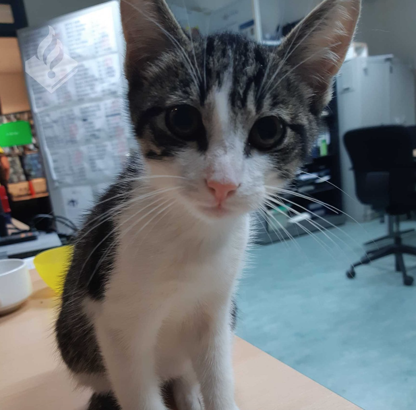 Kitten is baasje kwijt en zoekt gezelschap bij politie