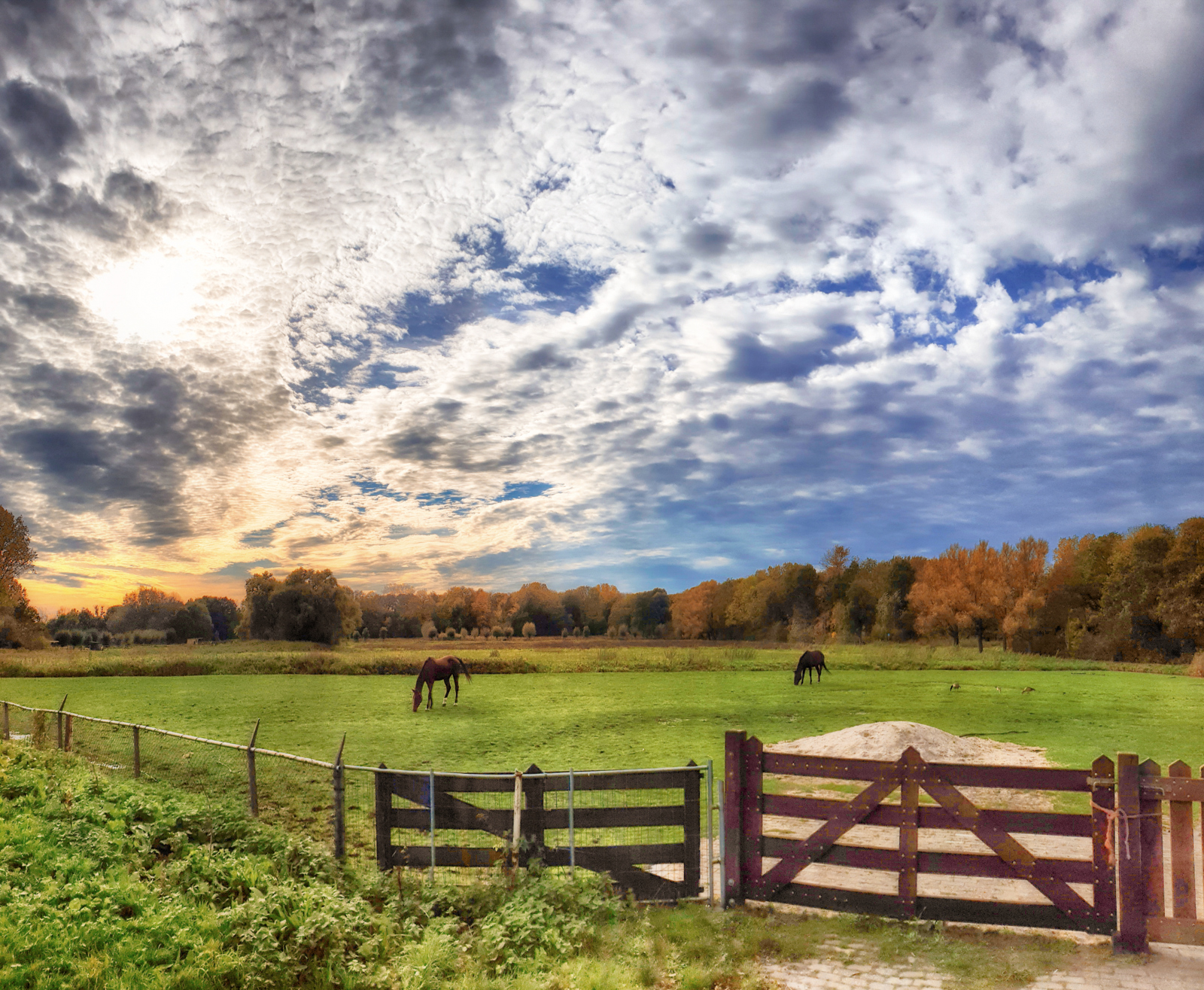 [FOTO] Herfst doet zijn intrede in het Rijswijkse Elsenburgerbos
