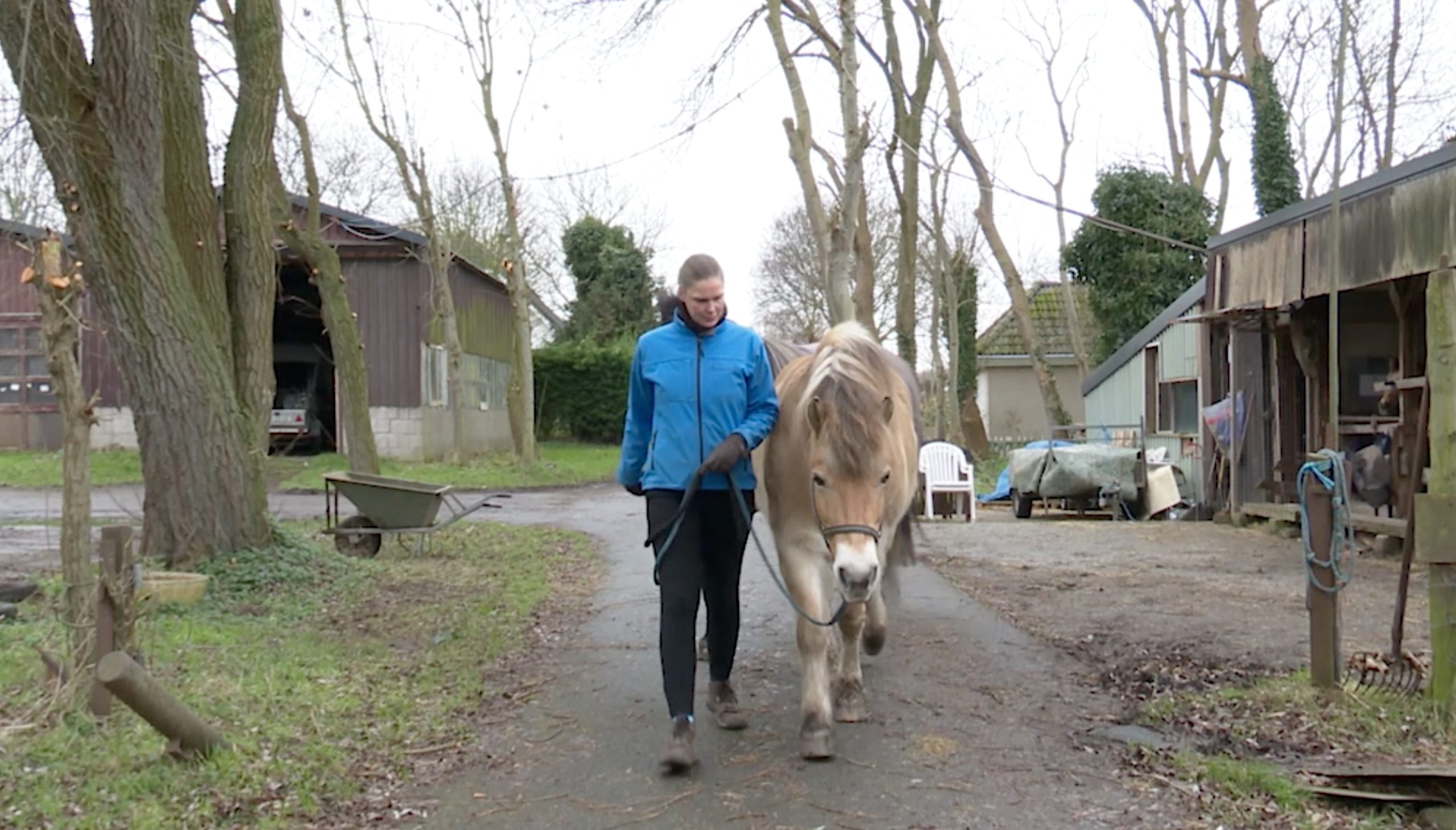 [VIDEO] Coaching met hulp van paarden