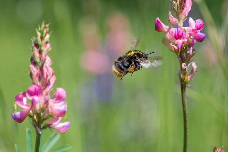 Lezing Stop insectensterfte! Begin in je eigen tuin