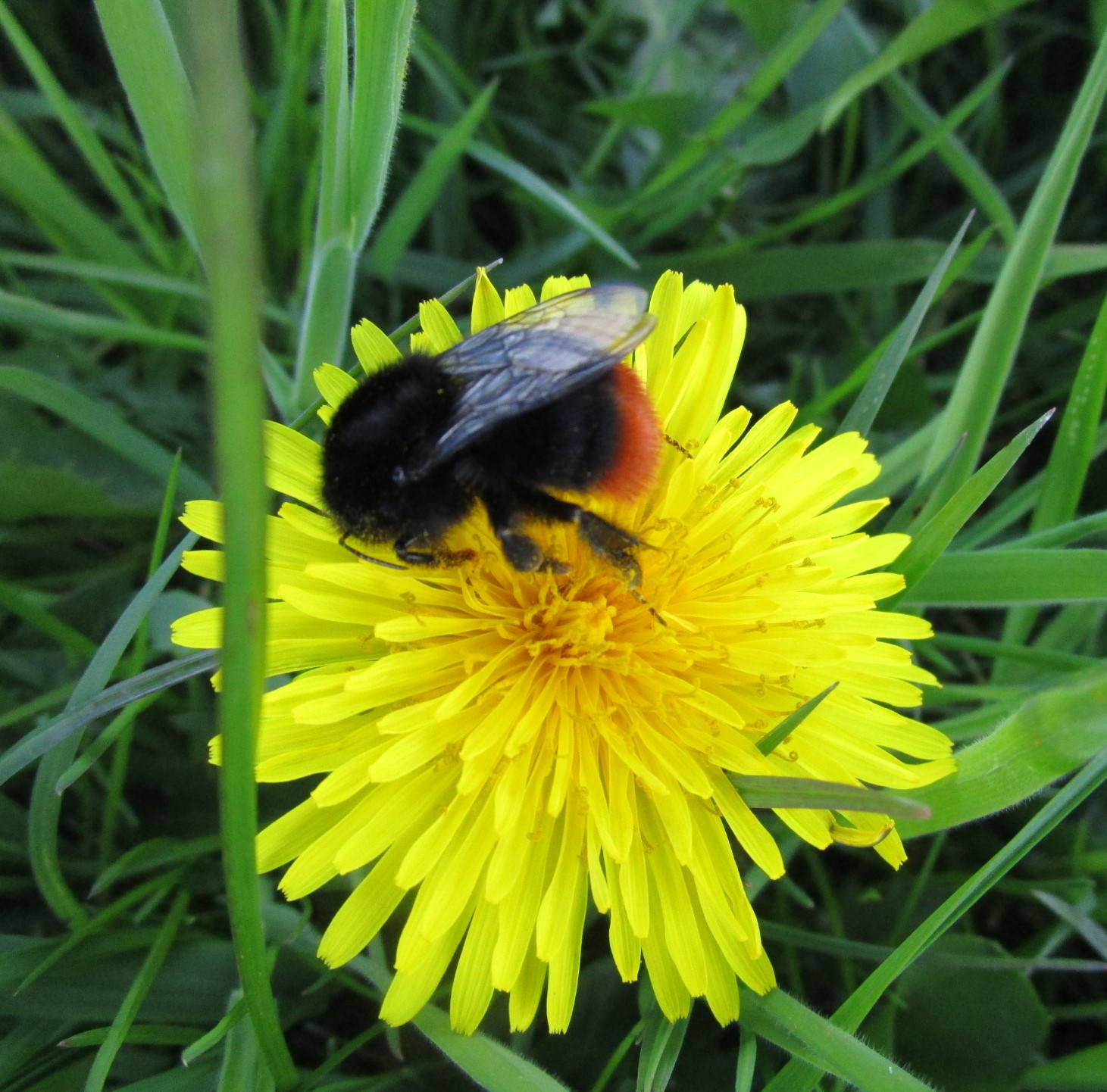 Help de steenhommel, soort van het seizoen