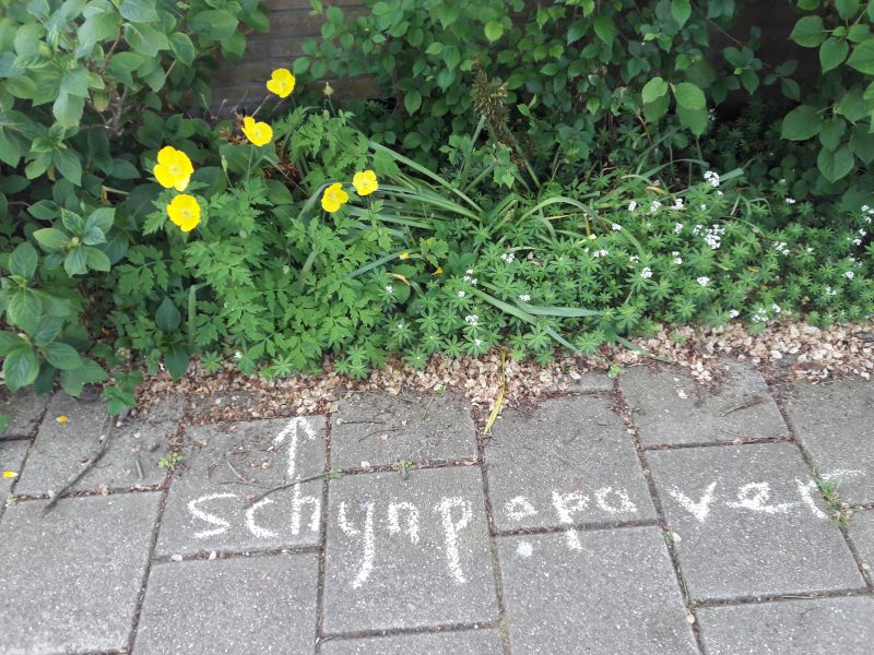 Help de stoepplantjes leren herkennen