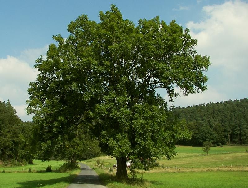 Staatsbosbeheer organiseert boswachtersspreekuren