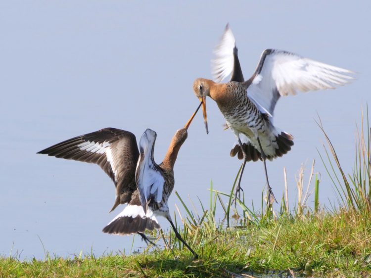 Uitslag fotowedstrijd Natuur in Delfland