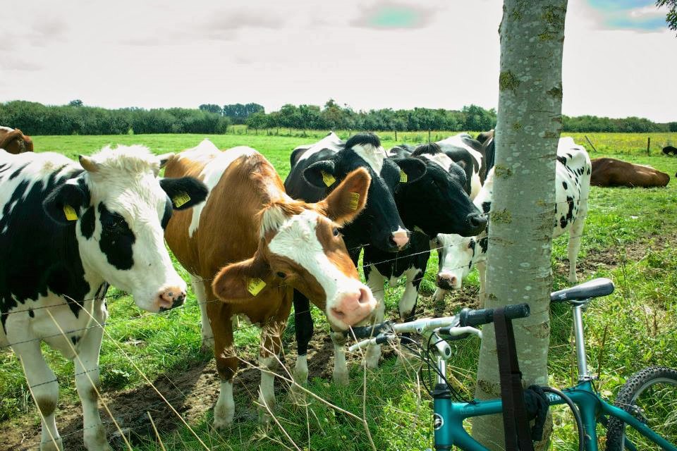 Partij voor de Dieren aan zet in Pijnacker-Nootdorp