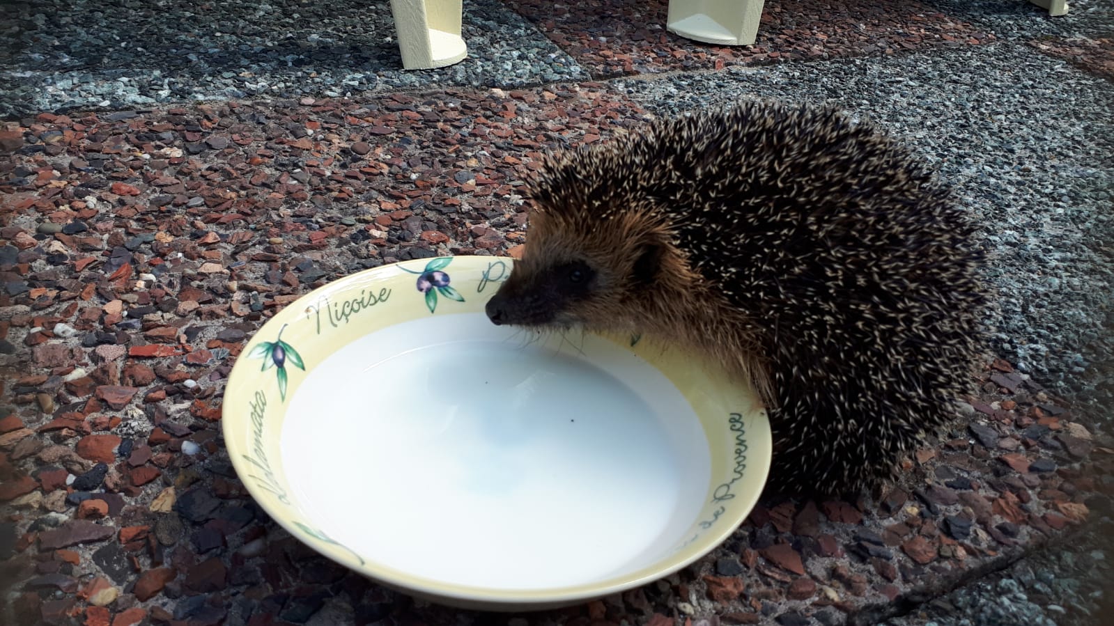 Het nationaal hitteplan is er ook voor de dieren