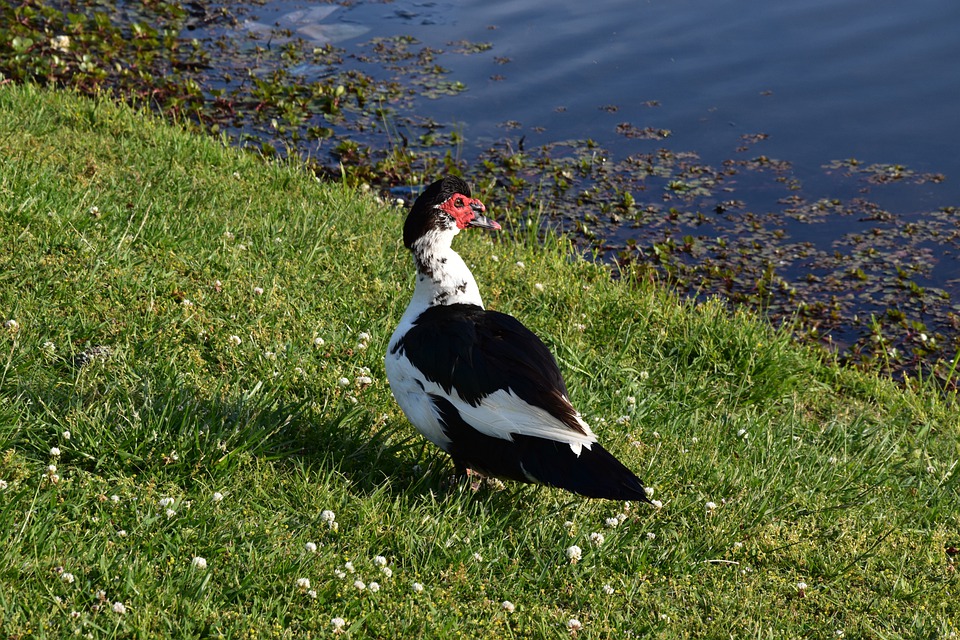 Botulisme in vijver Nootdorp