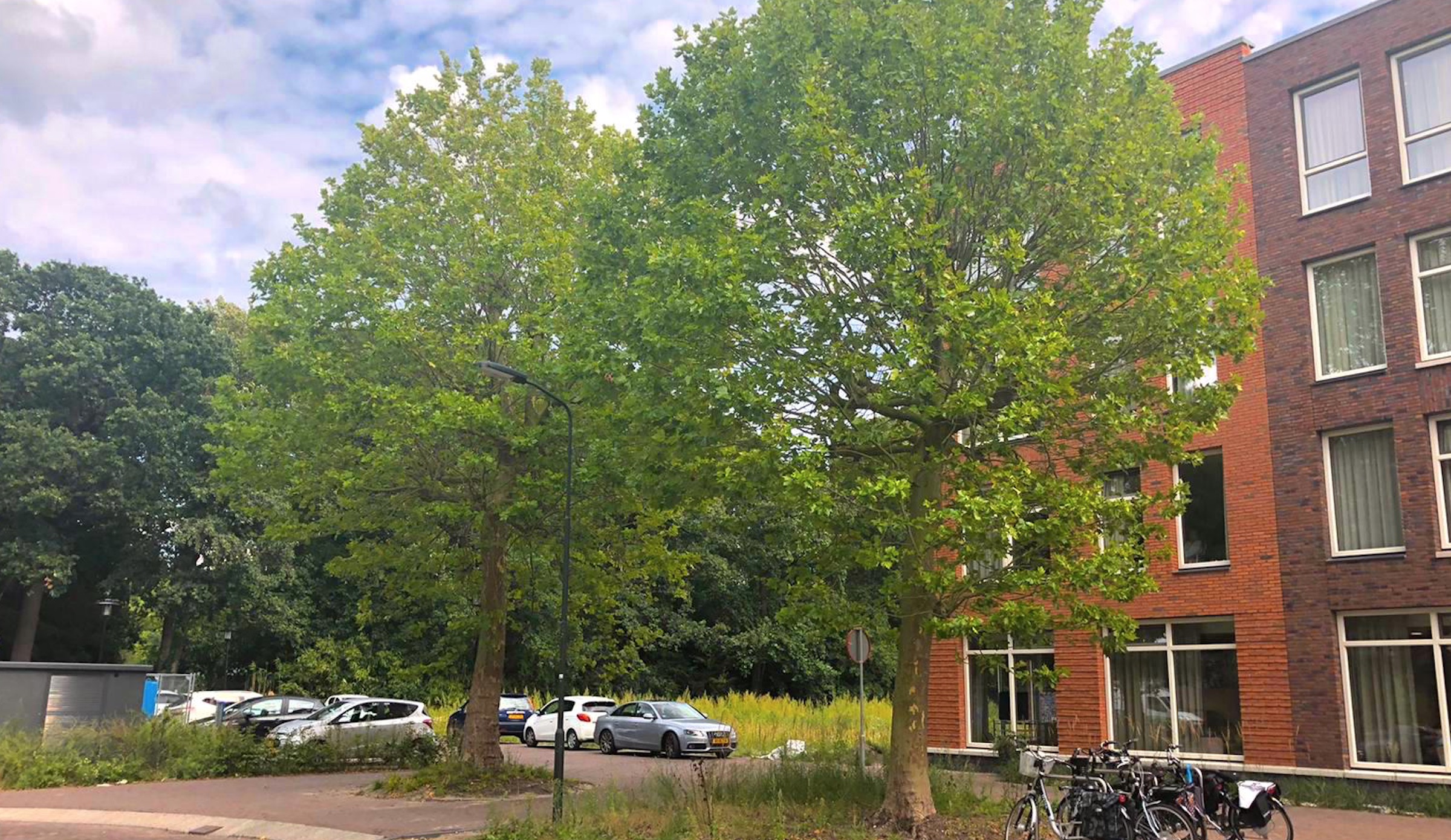 Bomen in Raadhuisstraat blijven ook na bouw Buytenhof een natuurlijk gordijn
