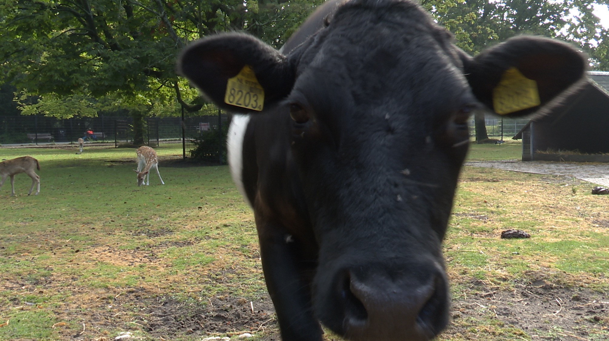 [VIDEO] Hoera! Kinderboerderij Het Akkertje is weer open