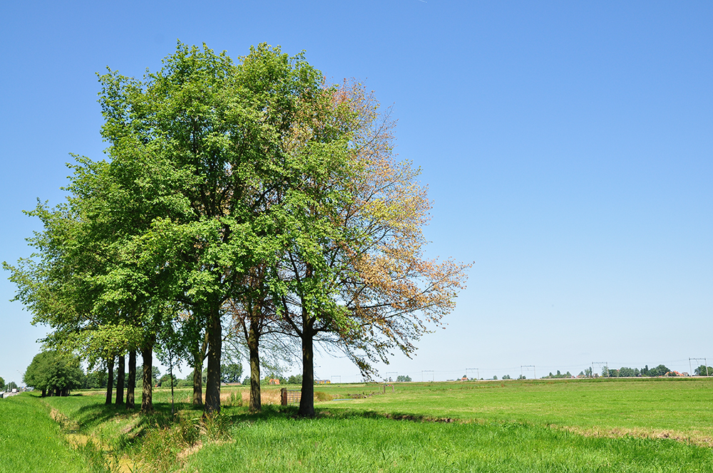 Zieke iepen in Pijnacker-Nootdorp, bomen moeten worden gekapt