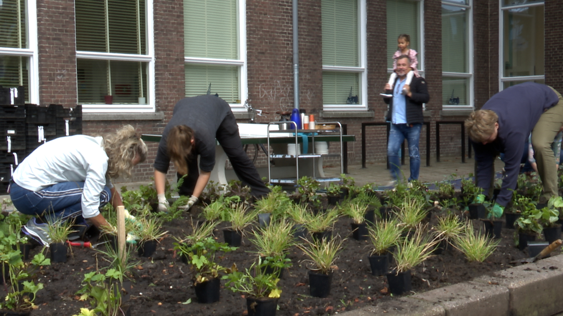 [VIDEO] De Esdoornstraat krijgt tijdens burendag meer kleur door de mooiste planten