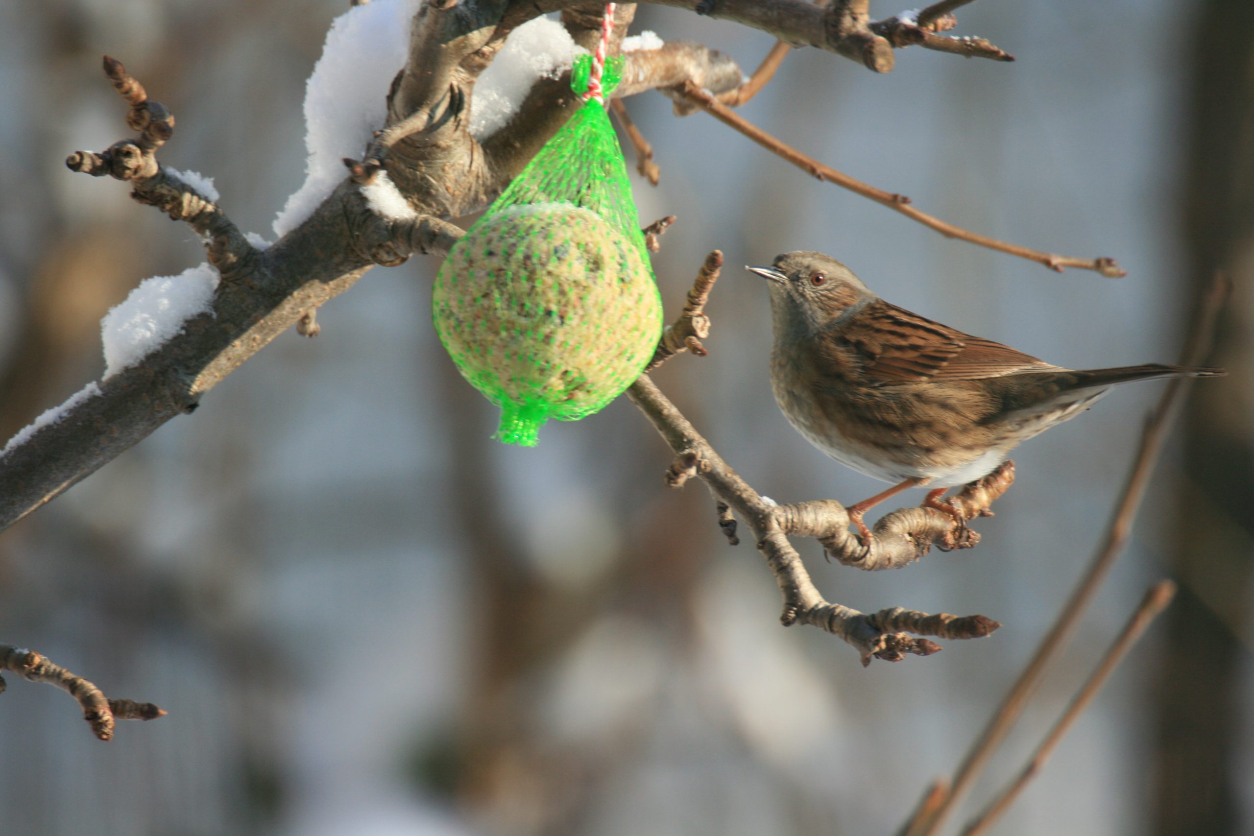 Natuurcafé met thema ‘Vogels in de winter’ Natuurcafé met thema ‘Vogels in de winter’