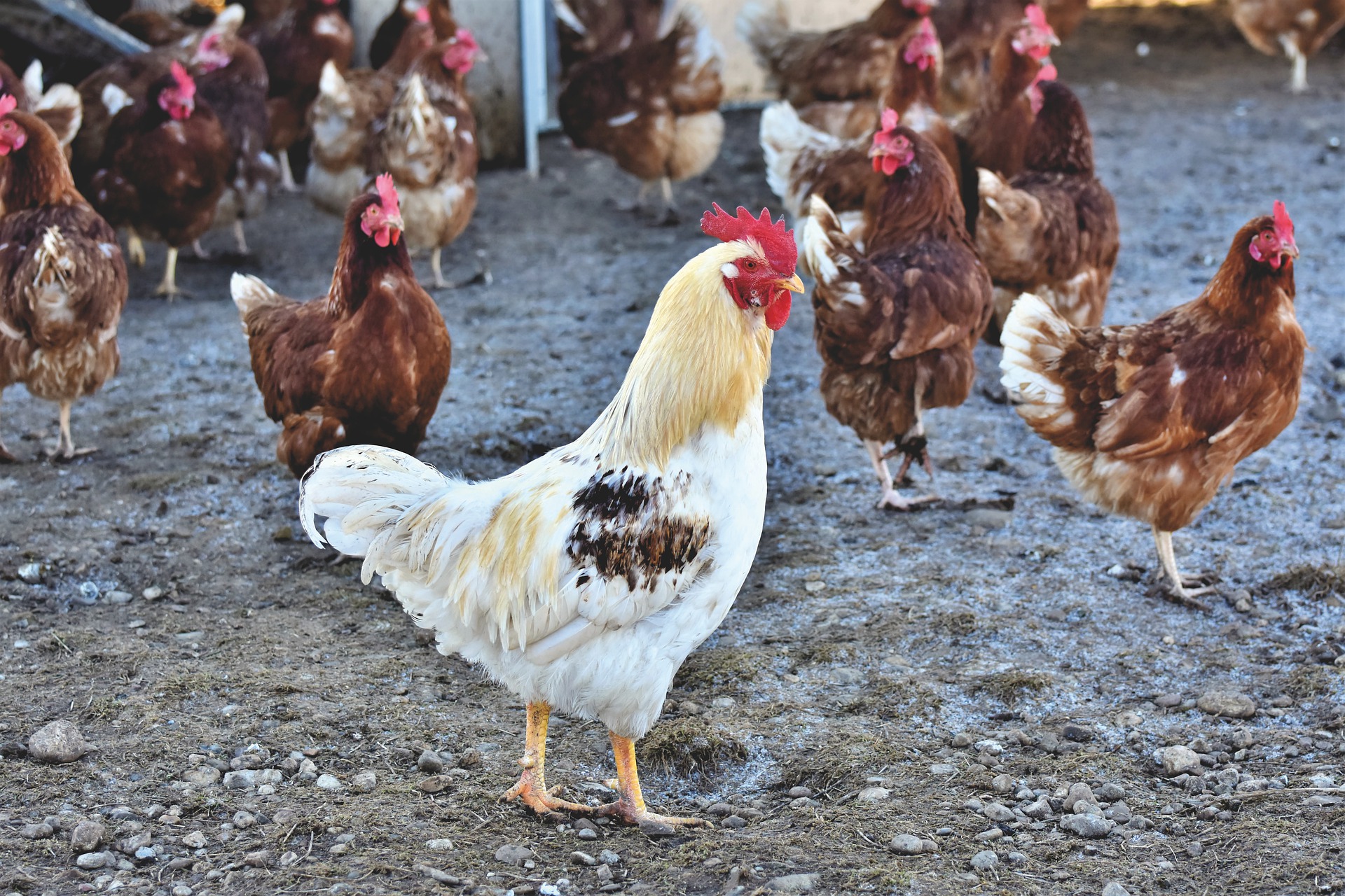 Vogelgriep Maasland, vervoersverbod Pijnacker-Nootdorp