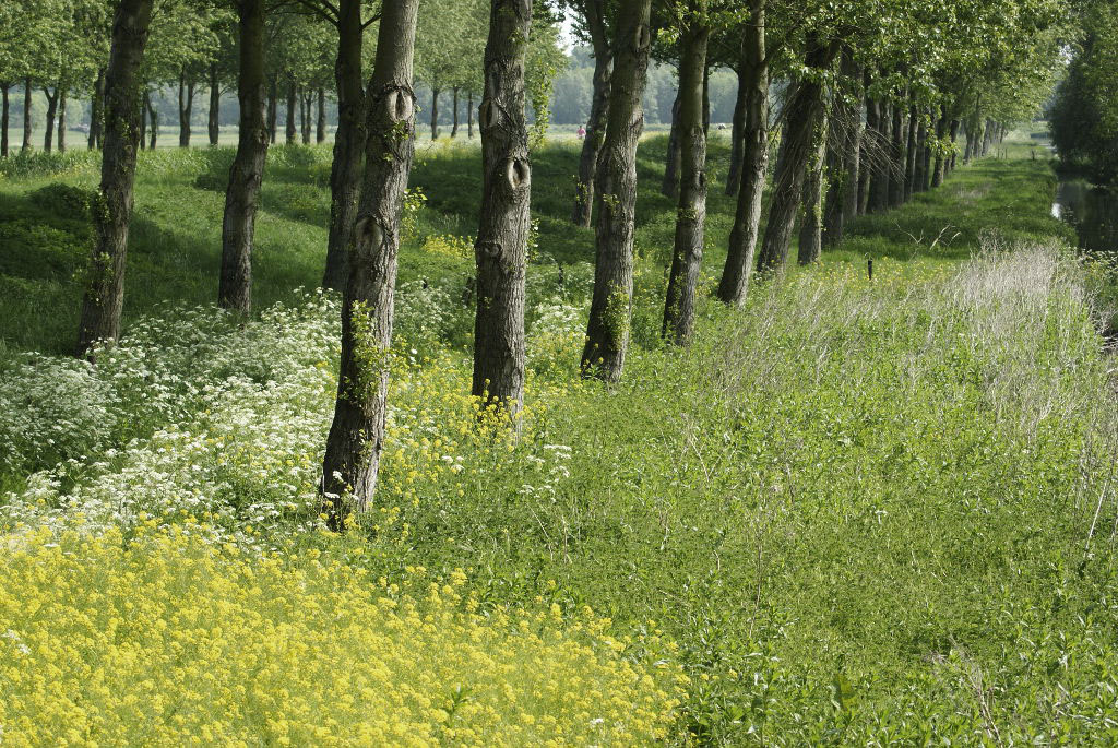 Herplanting bomen in het Balijbos afgerond