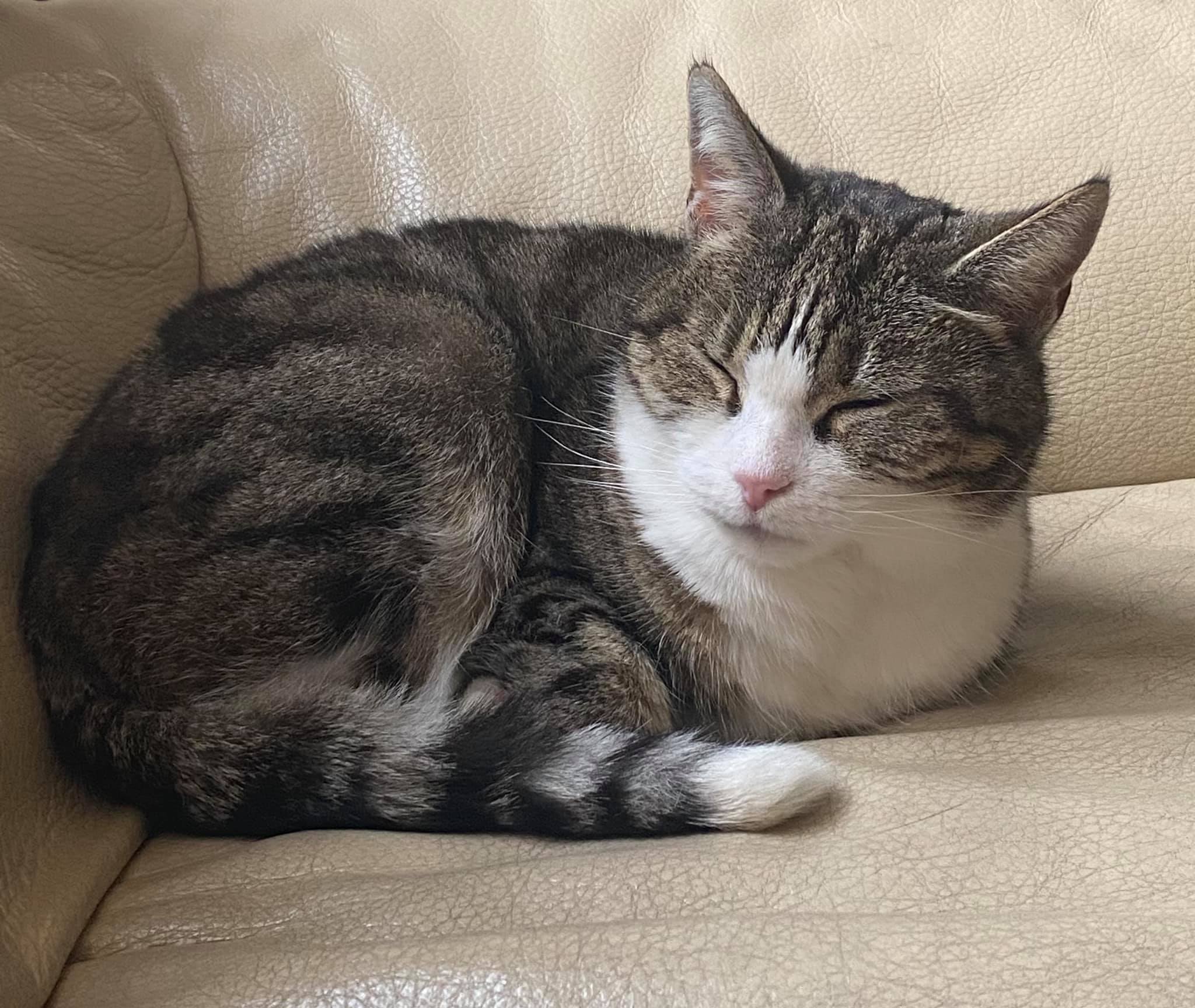 Brandweer helpt vastzittende kat te bevrijden