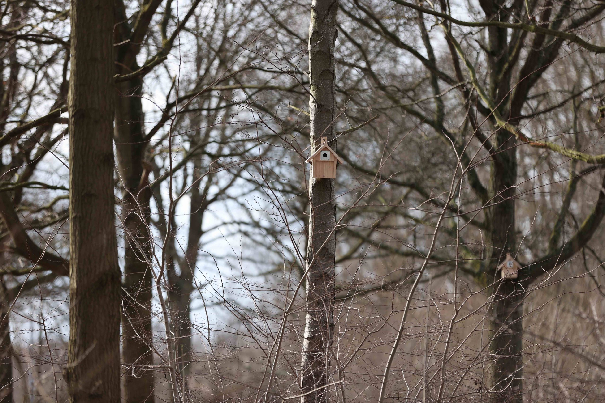 Vogelhuisjes in Wilhelminapark om de Koolmezen te helpen met nestelen