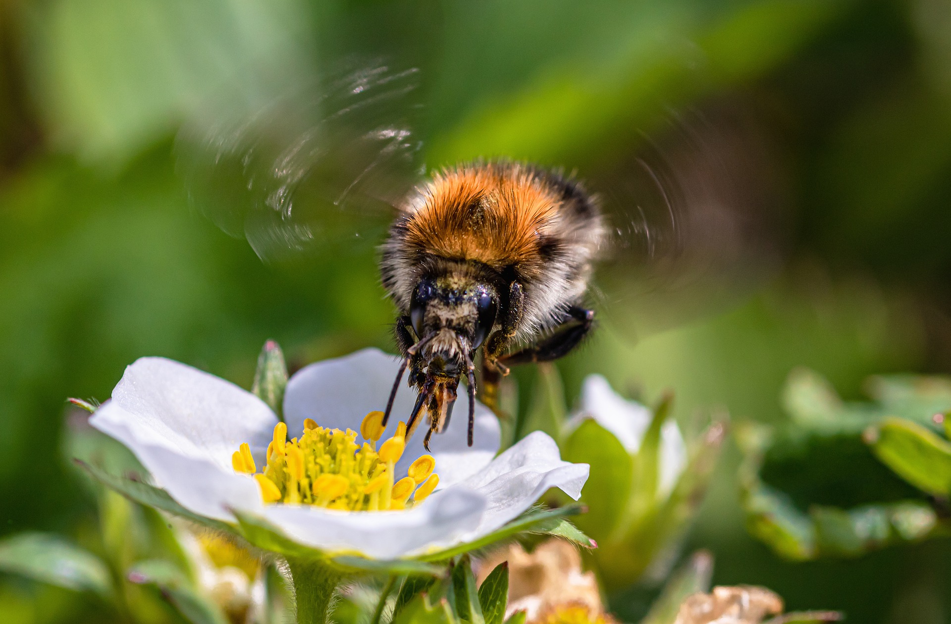 Wilde bijen in de tuin