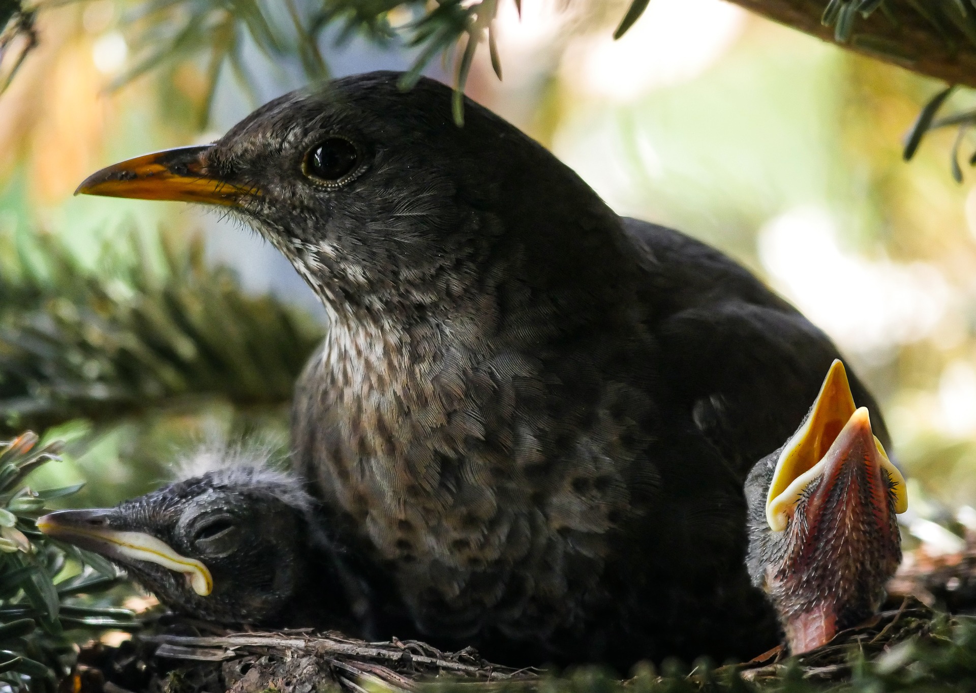 Dierenambulance adviseert: wat te doen bij het vinden van jonge vogel?