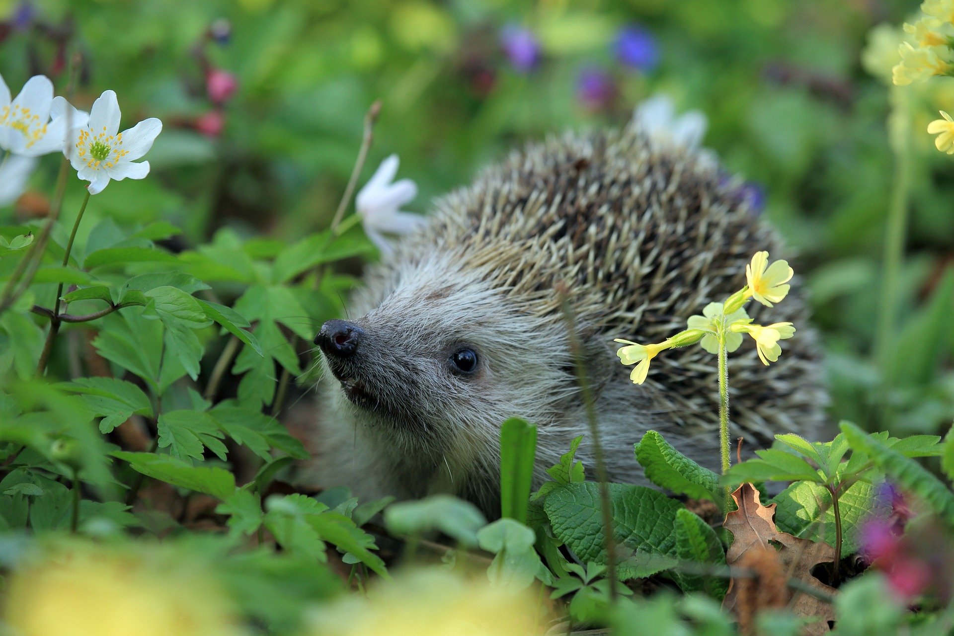 Maak van je tuin een natuurrijke plek