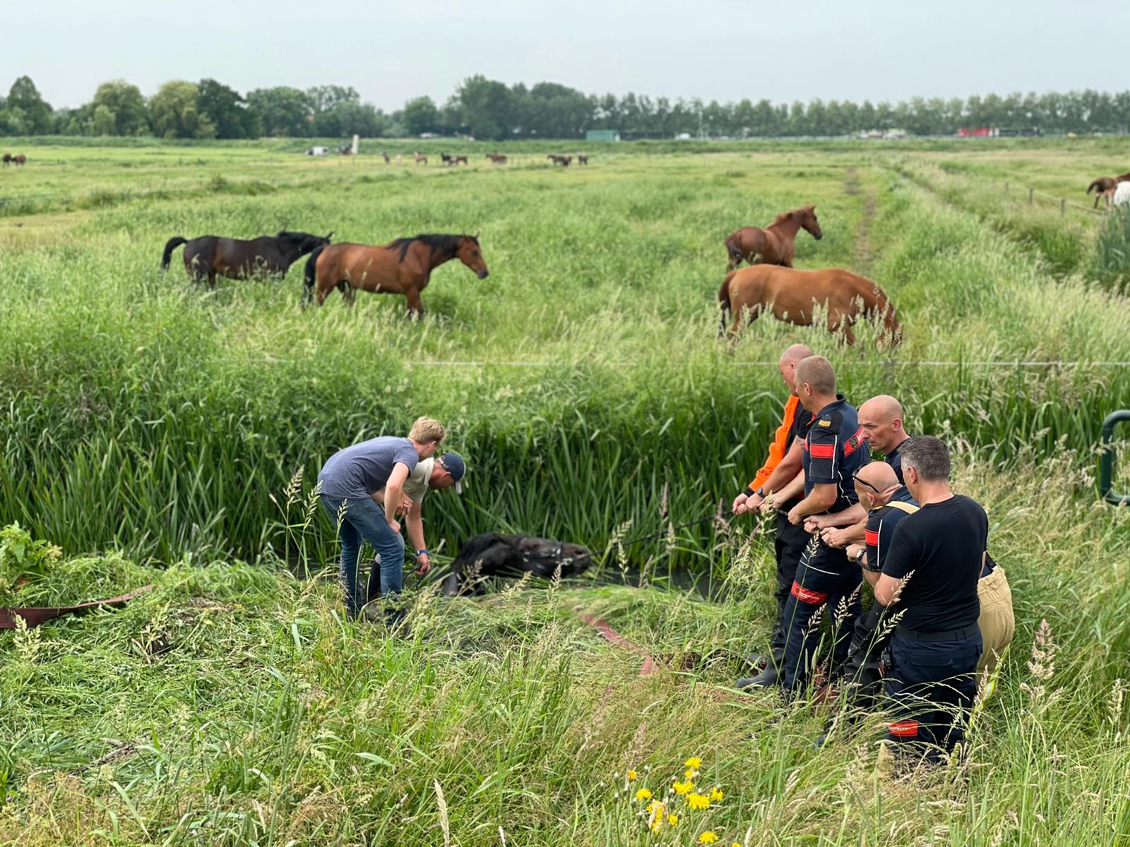 Paard zoekt verkoeling en valt in bermsloot achter Ackersdijkseweg Delfgauw