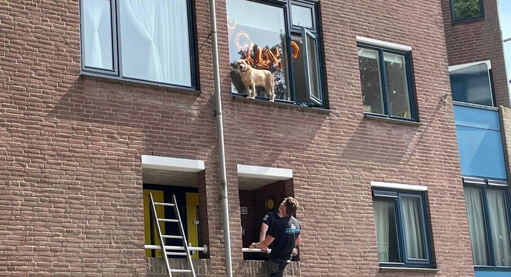 [BIZAR] Hond balanceert op vensterbank van enkele centimeters dik op twee hoog