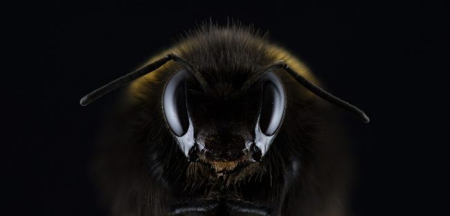 hummel-1353423_1920