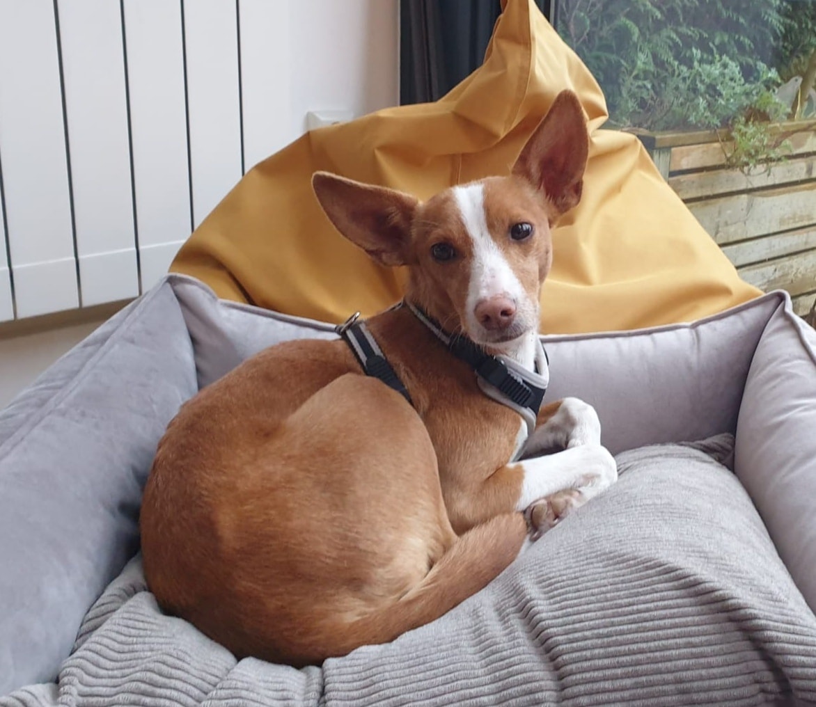 Zoek mee naar hondje Zoë in Voorburg