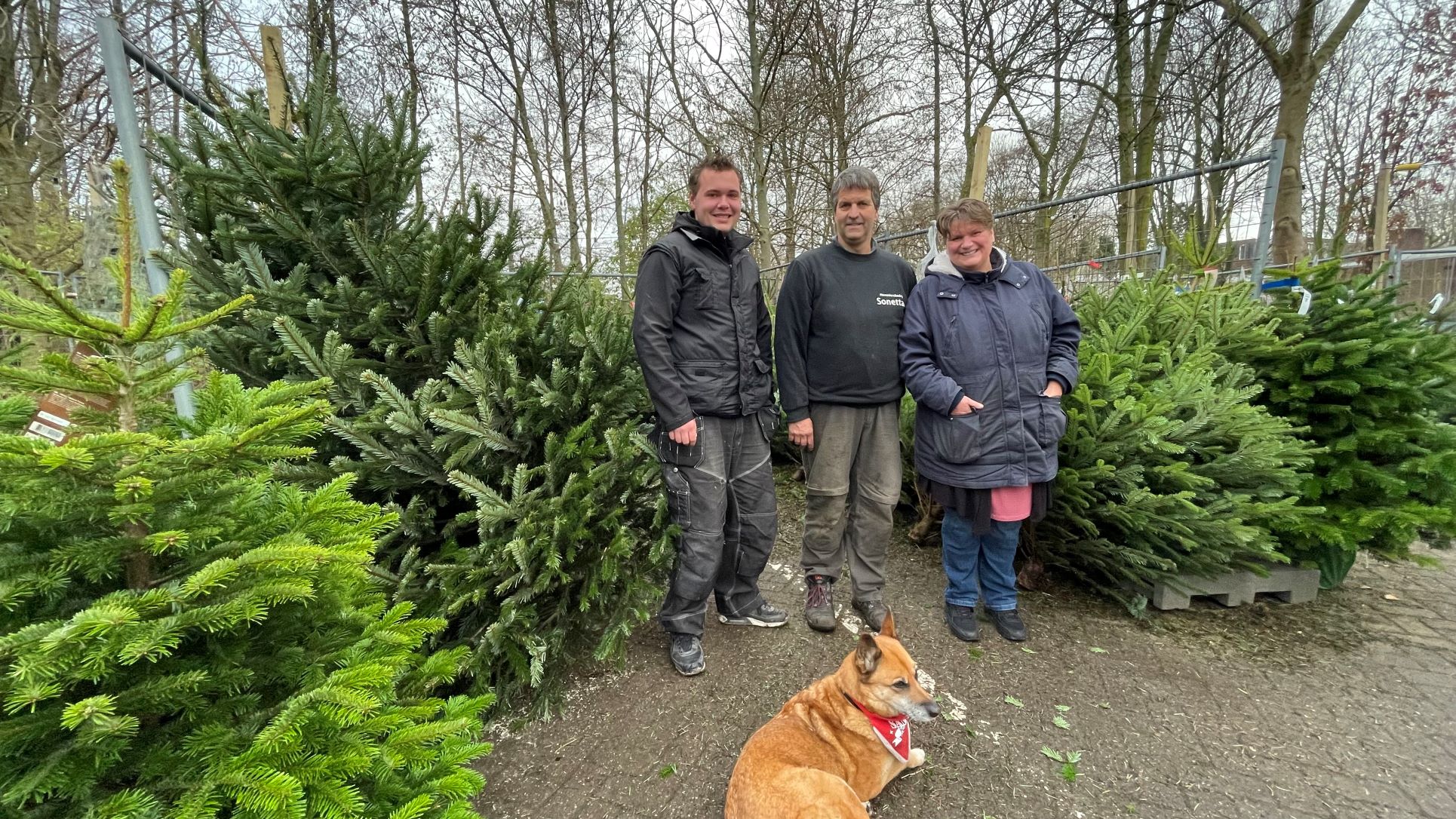[VIDEO] Hoveniersbedrijf Sonetta verkoopt voor het 17e jaar kerstbomen