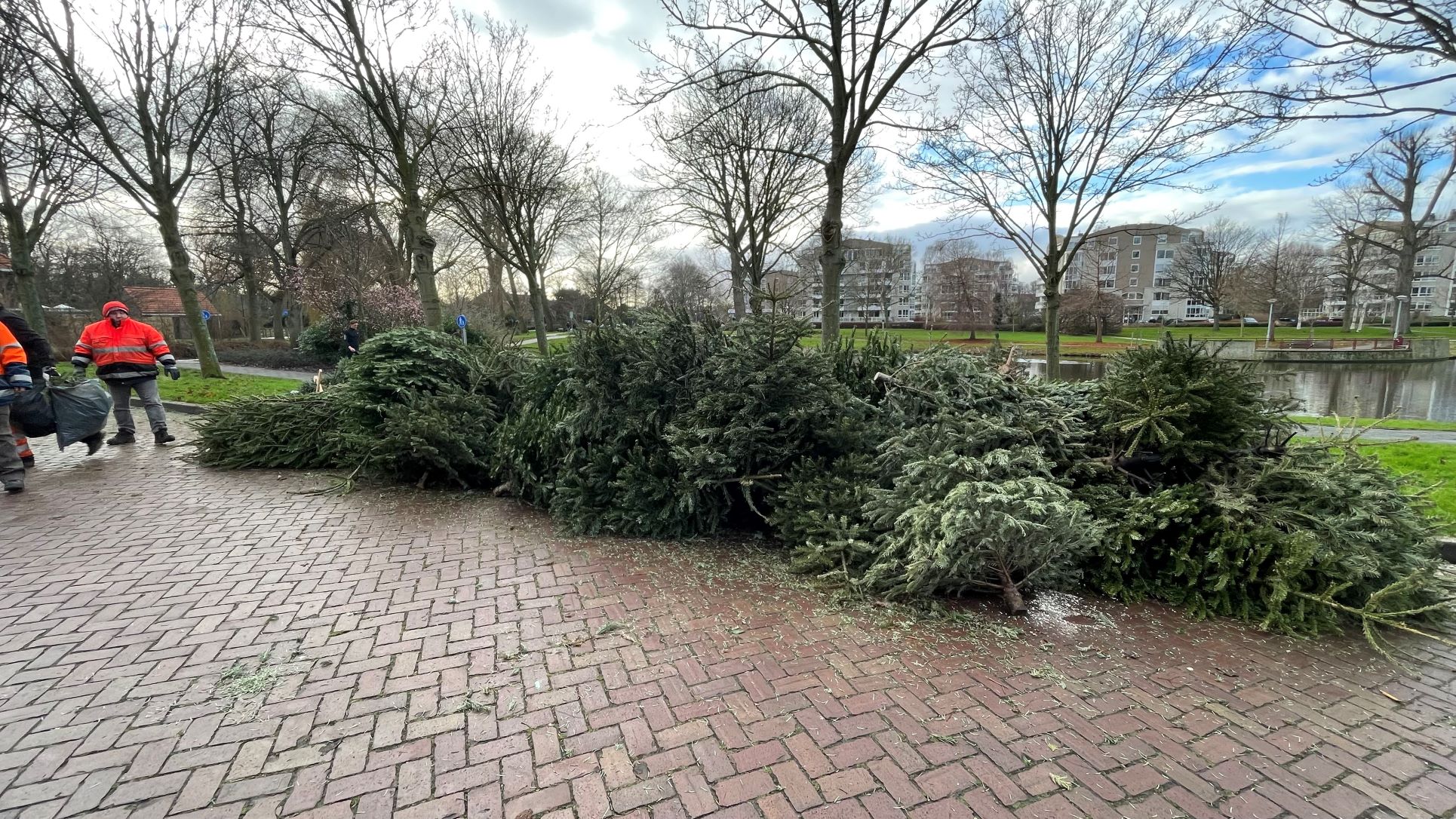 [VIDEO] Kinderen brengen kerstbomen weg voor zakcentje