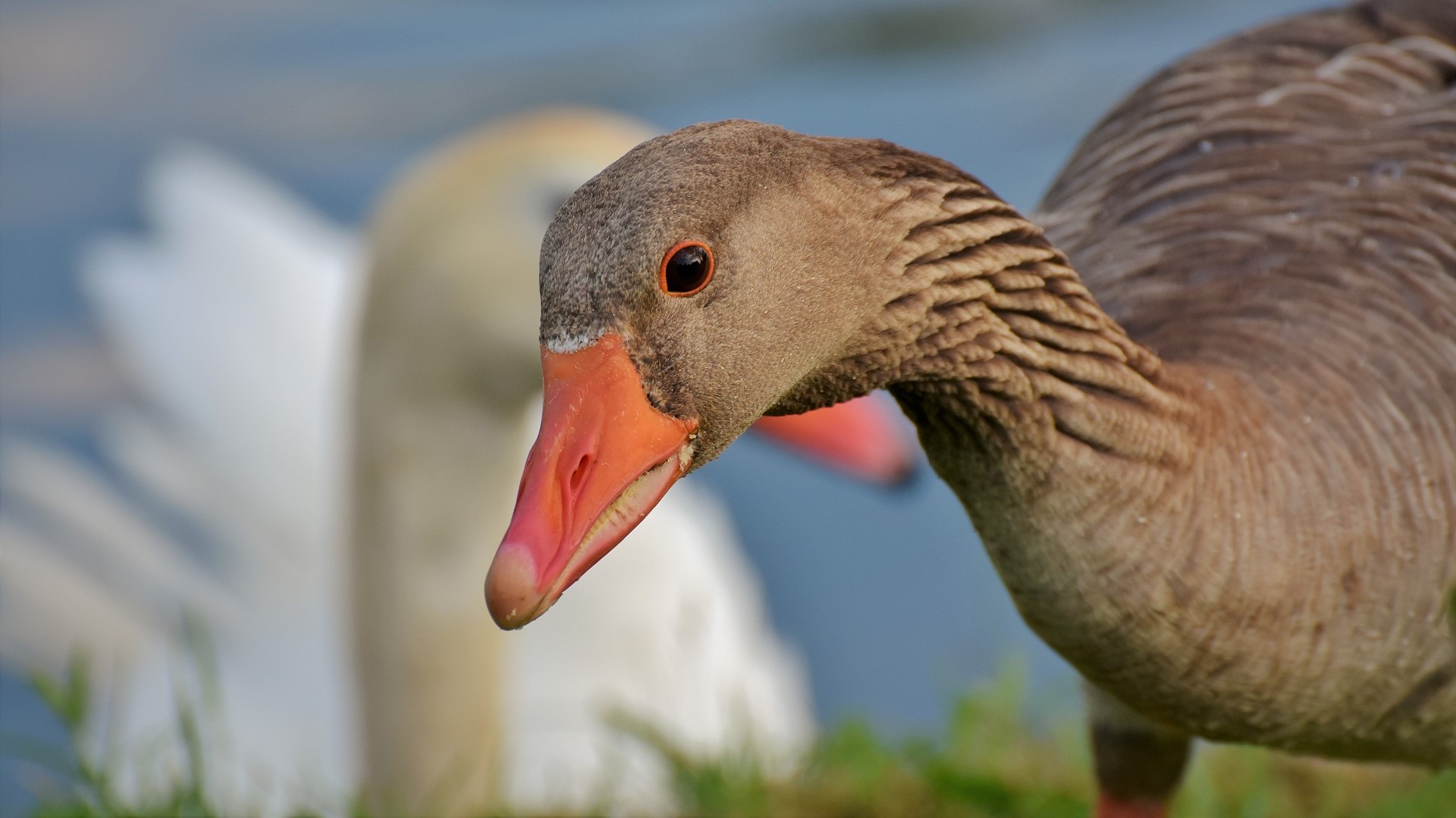 Partij voor de Dieren: Meer dan duizend ganzen verstikt in Pijnacker