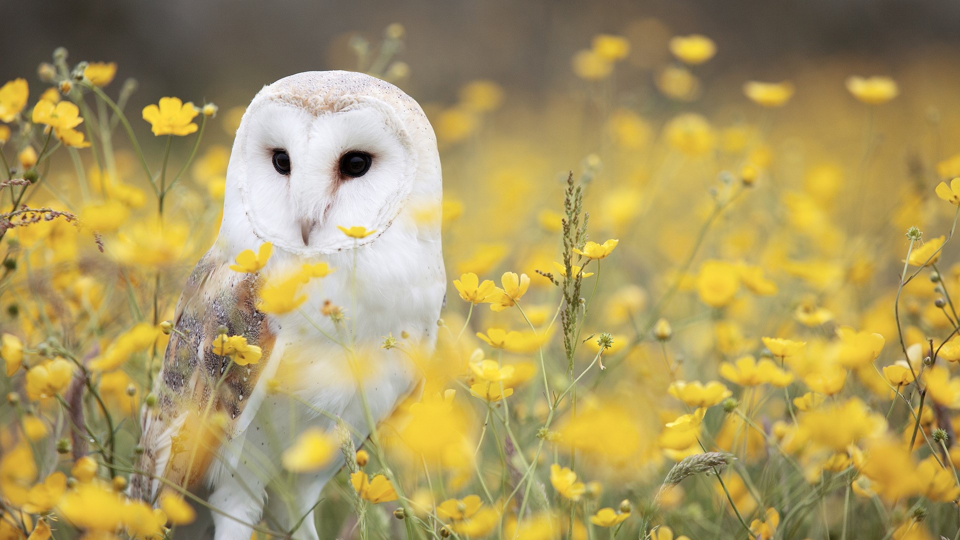 Debat met partijen over natuur, energie en milieu