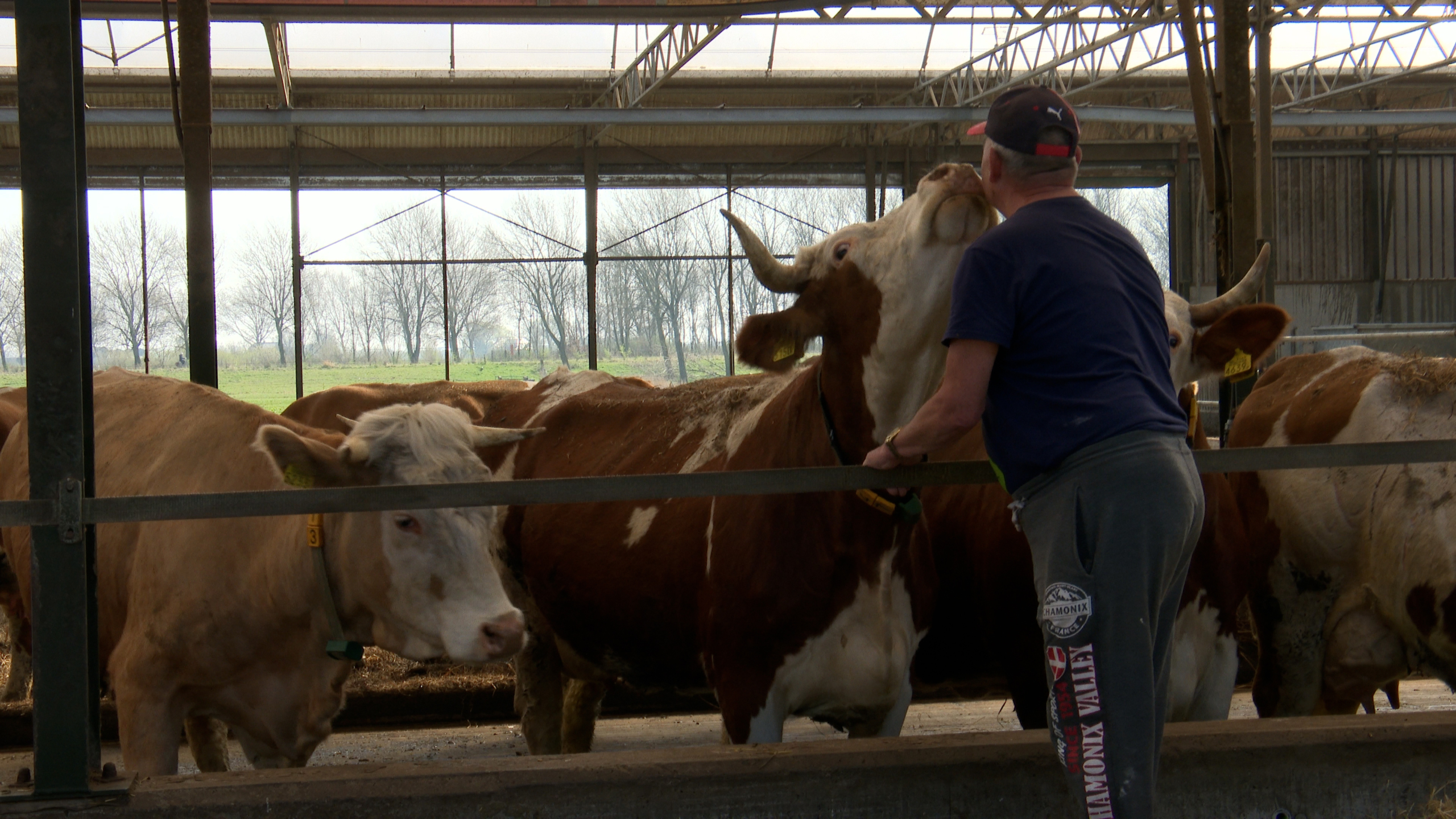 [VIDEO] Hoeve Biesland viert 10-jarig bestaan van de hulpboeren