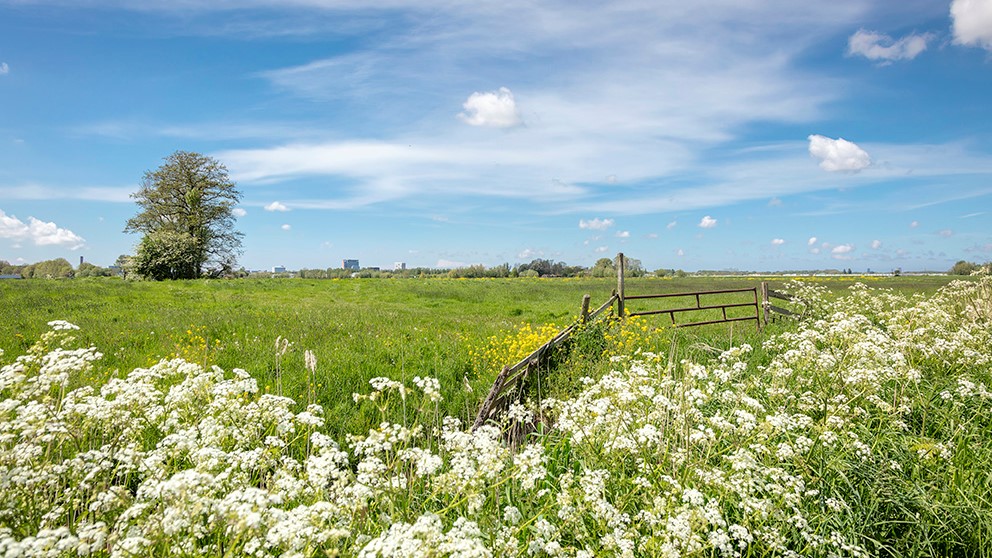 Weidevogelgebied Zuidpolder Delfgauw stap dichterbij