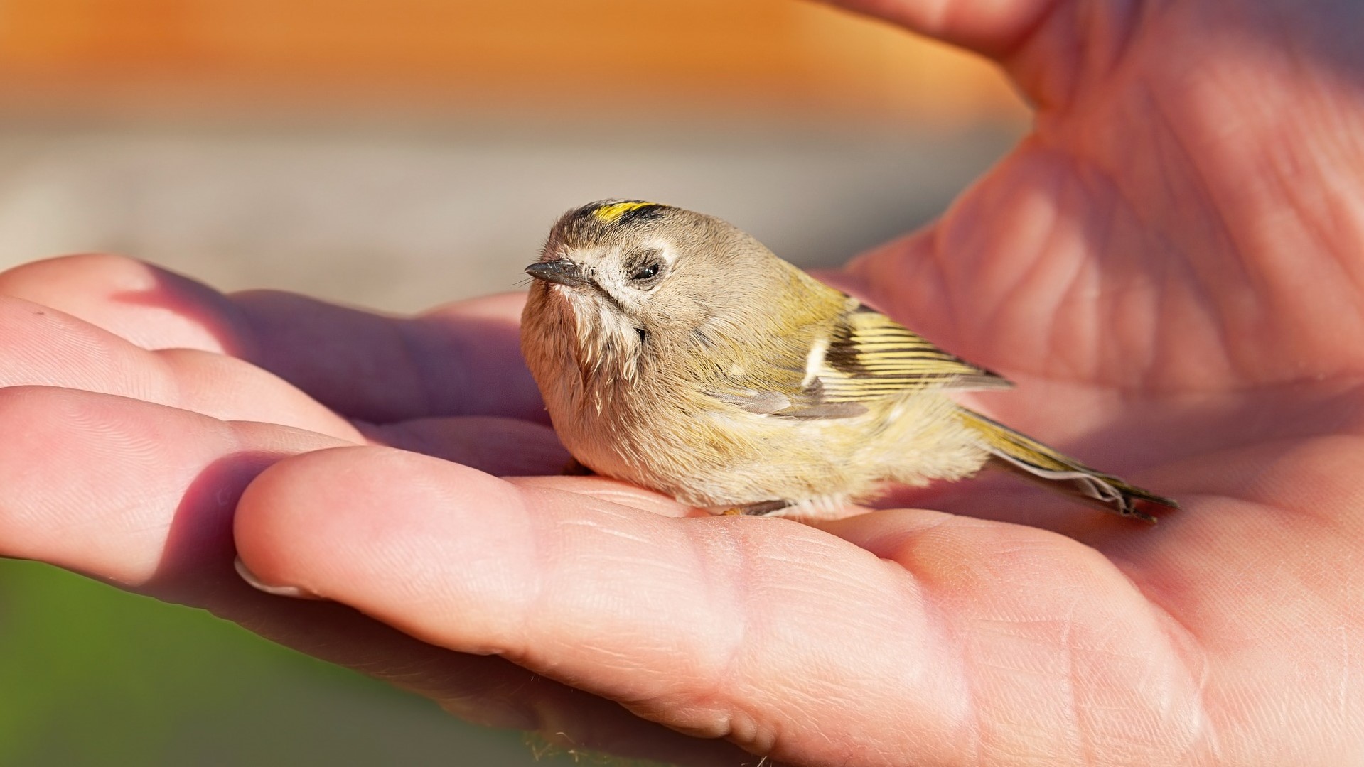 Jonge vogels houden dierenambulance bezig