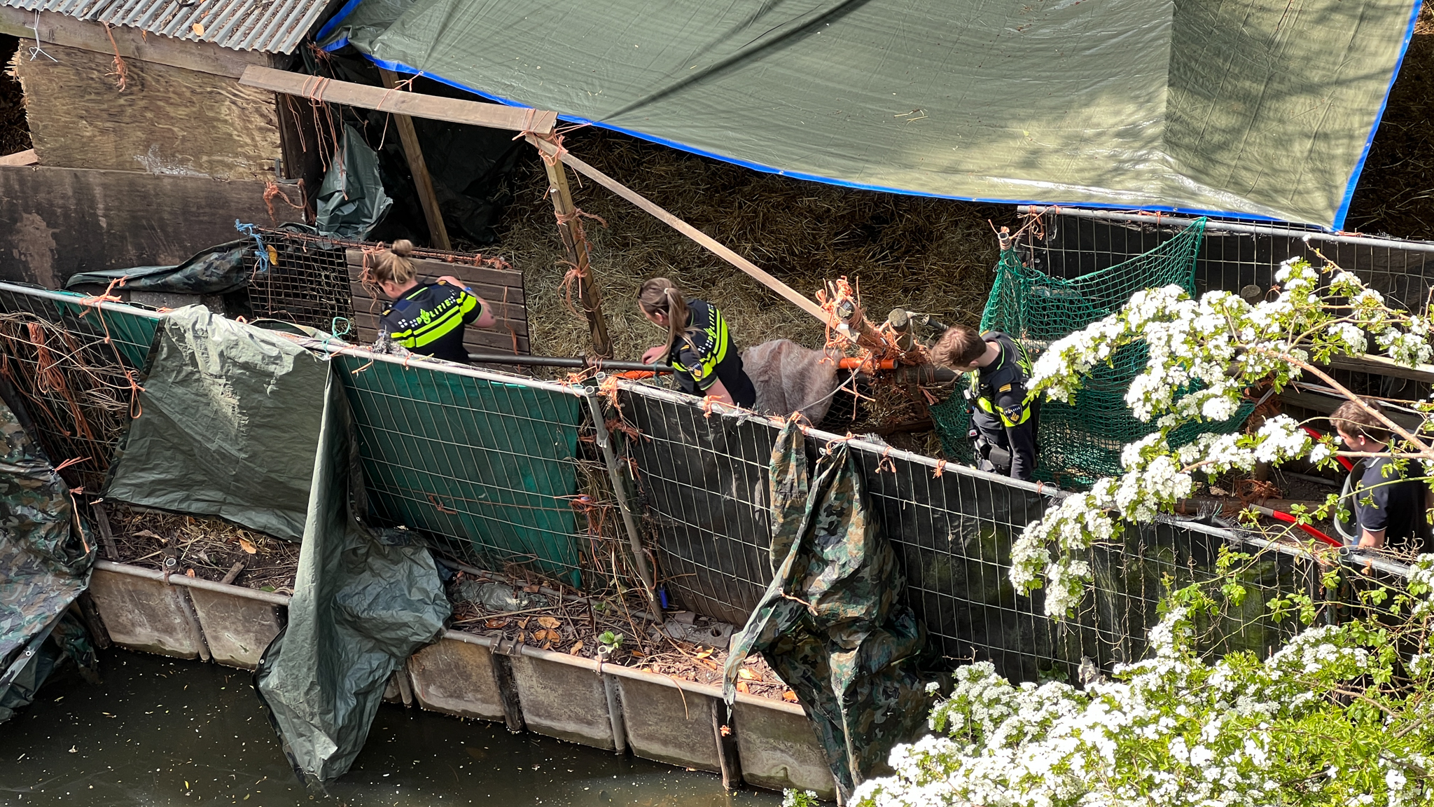 Verwaarloosde dieren in beslag genomen in Voorburg