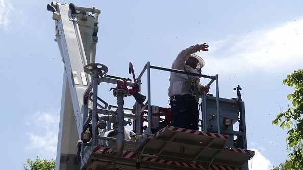 Bijenzwerm strijkt neer in boom langs de Julianalaan in Pijnacker