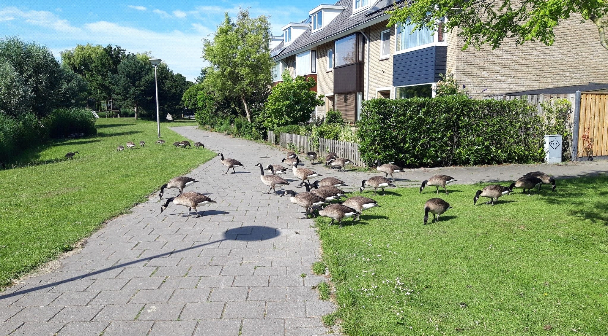 CDA-vragen inzake ganzenbestrijding