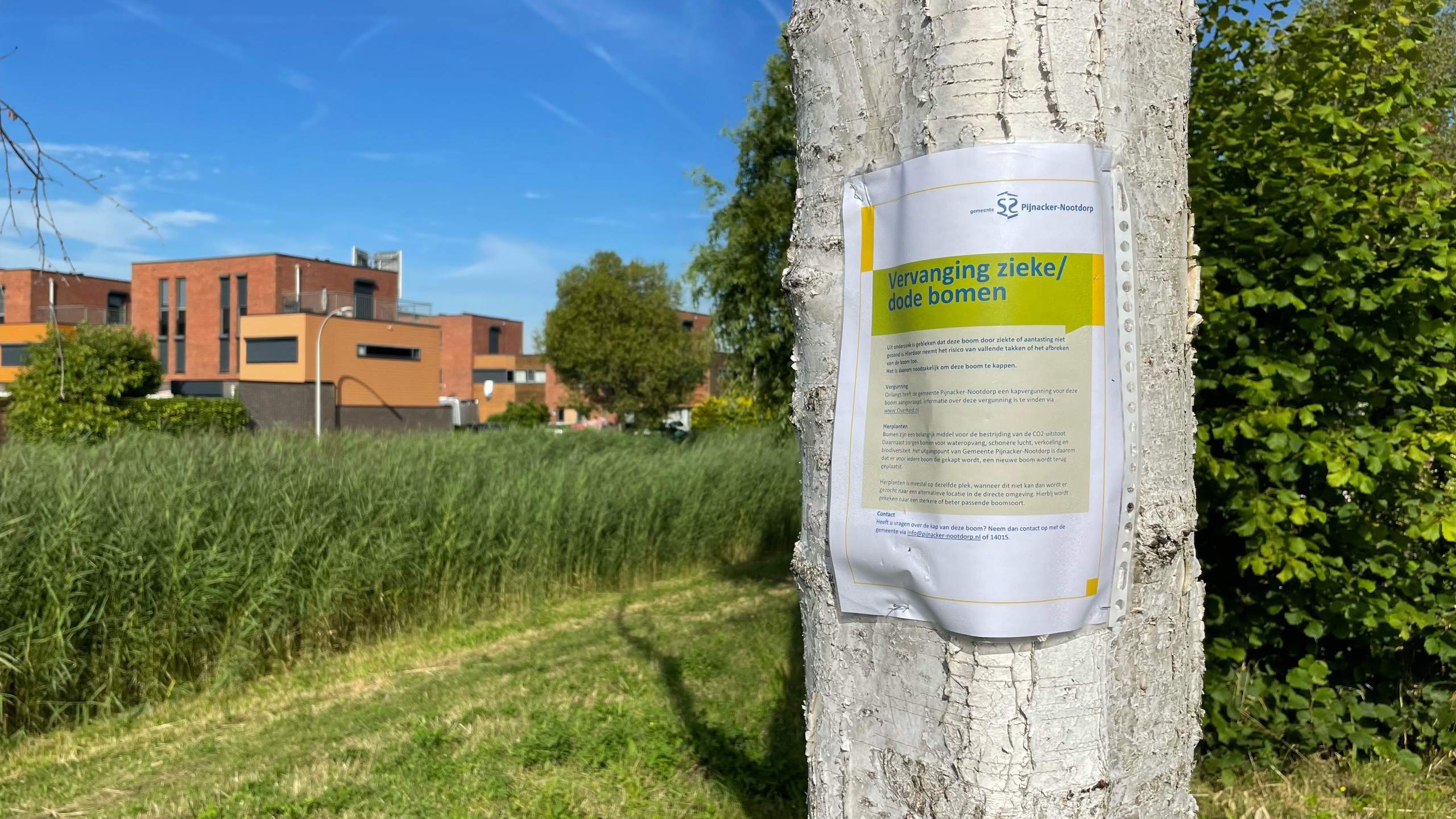 Gemeente vraagt kapvergunning aan voor afgekeurde bomen