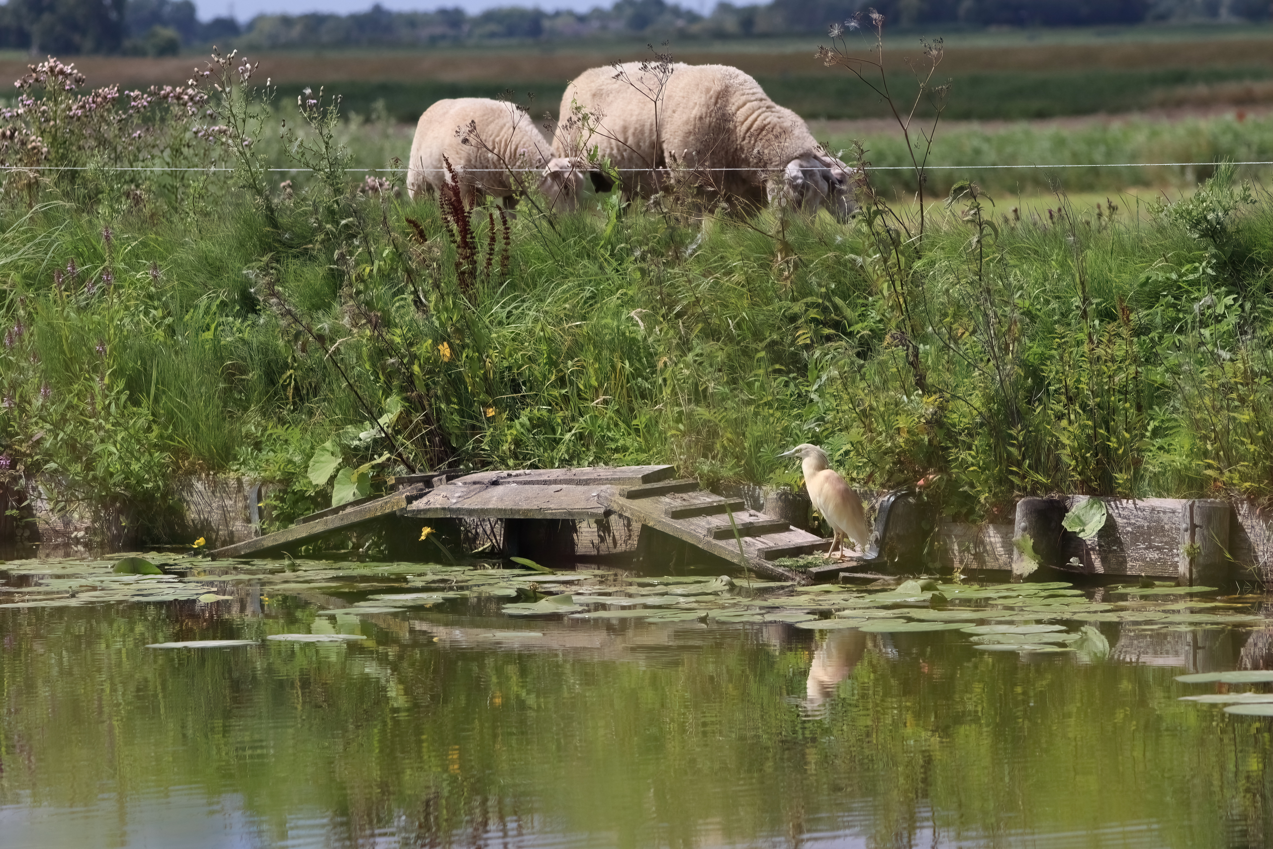 Zeldzame ralreiger in Bergboezem achter Oude Leede