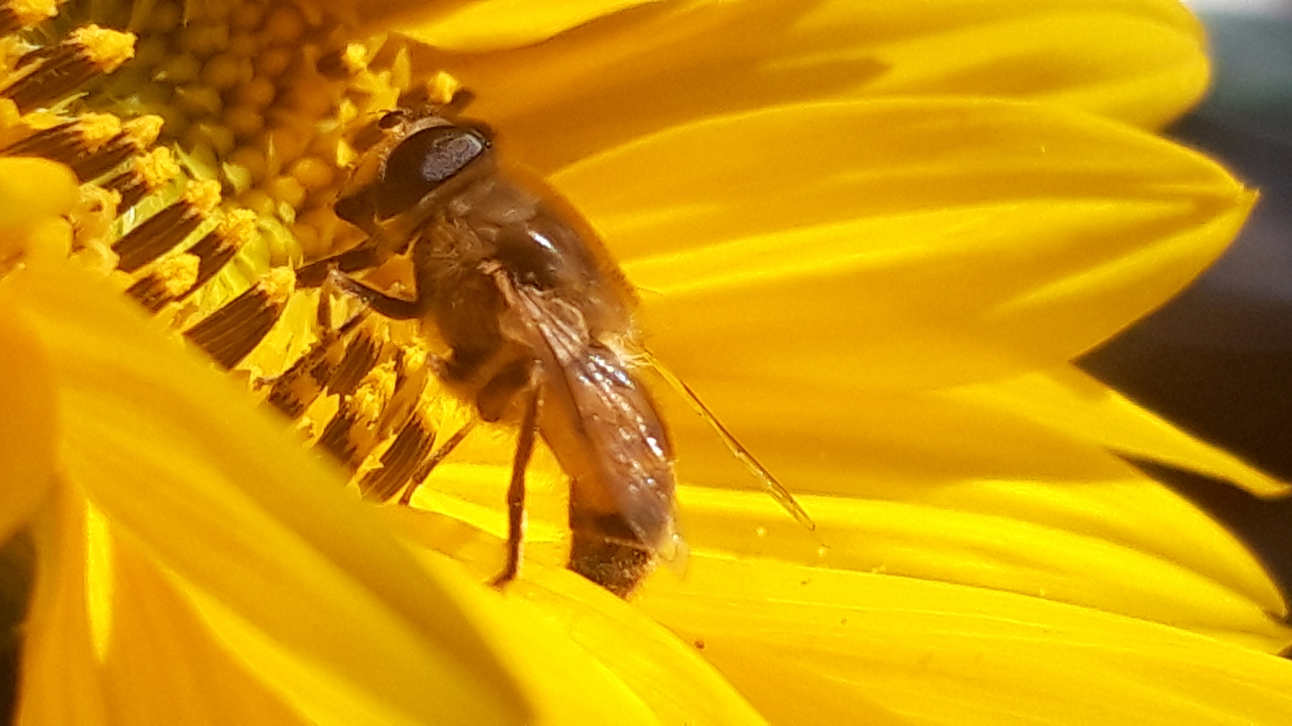 Rijswijkers laten wespennesten steeds vaker zitten: “Bestrijden vaak niet nodig”