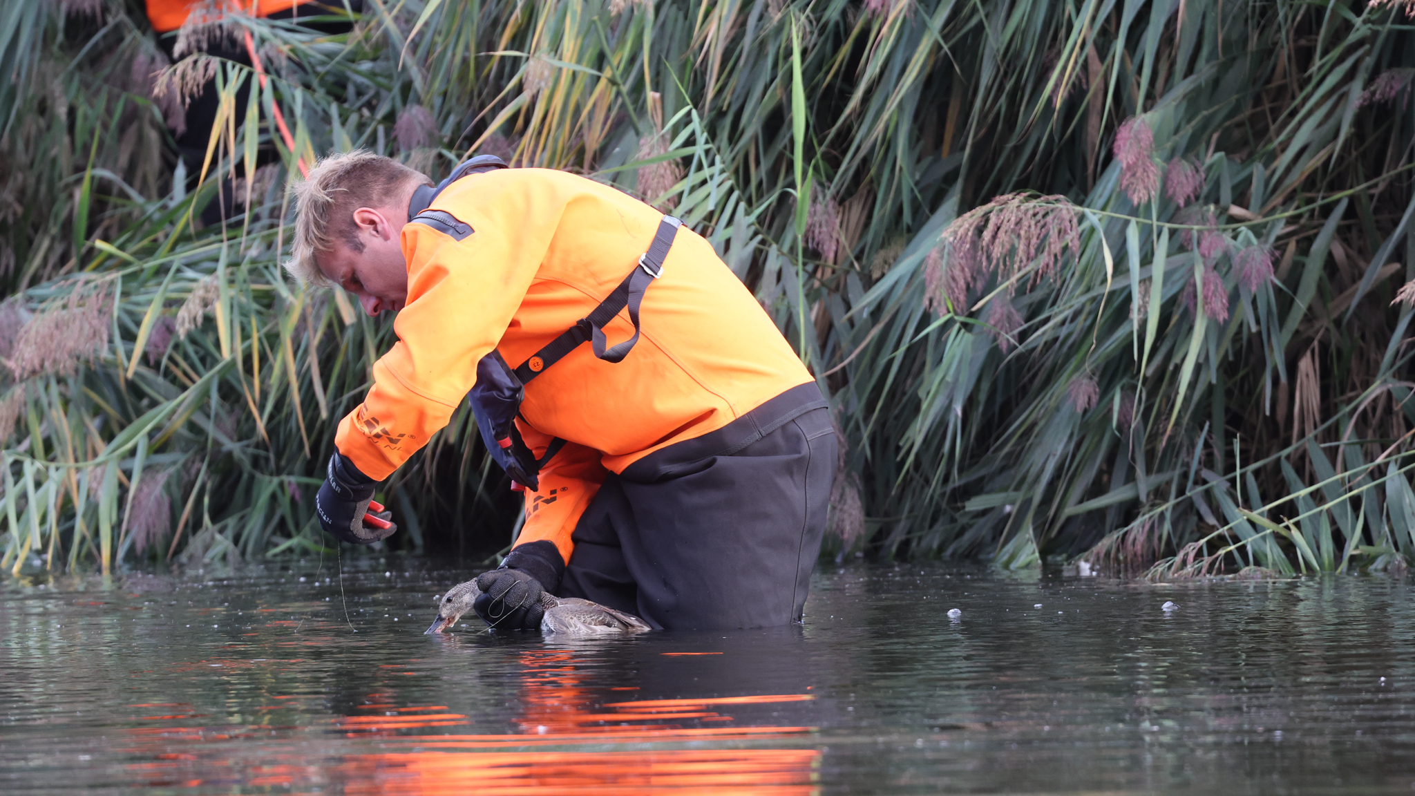 Brandweer bevrijdt eend verstrikt in visdraad in Voorburg